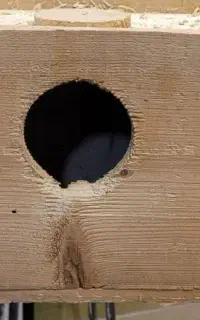 جای تخم عروس و کوتوله