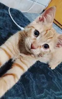 واگذاری گربه