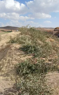 کاه گندم