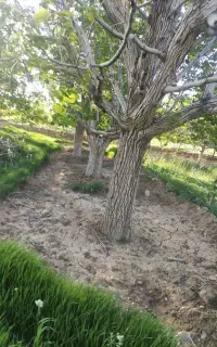 درخت گردو۵۰۰