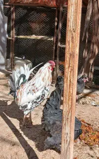 کود گوسفند و مرغ و کبوتر