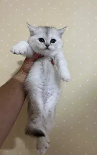 گربه نژاد های مختلف