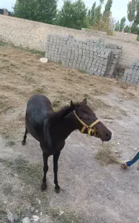 اسب