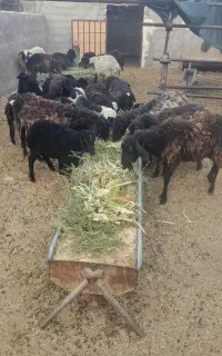 ۱۳راس میش‌وبره