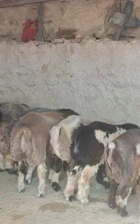بره پرواری