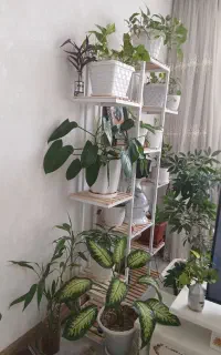 استند گل