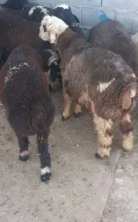 بره نر