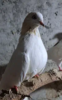 کفتر جوزی،هندی