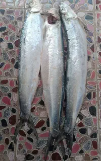 میگو و ماهی خوب و عالی رسید