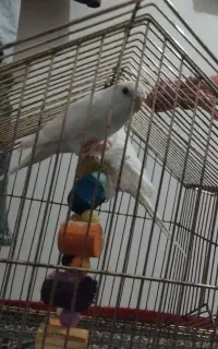 مرغ عشق