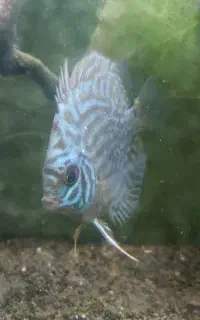 فروش 4 عدد دیسکس