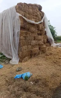 کاه یا پرس گندم