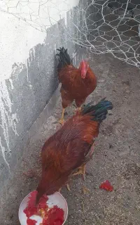خروس