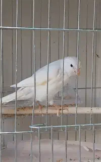 قناری و سهره
