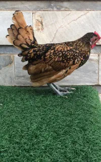 خروس سبرایت(مینیاتوری)