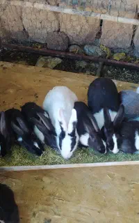 خرگوش