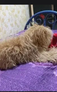 سگ باهوش