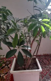 گل شلفراوگل پوتوس