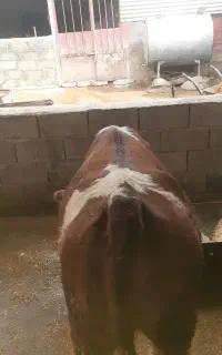 دوتا گوساله ۱۱ ماهه