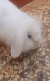 خرگوش مفت مفت