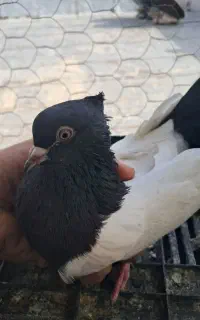 سه تا ماده( سرته شیخی و شو سرخ)