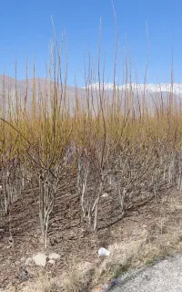 فروش نهال گردو 5 سال خوشه ای