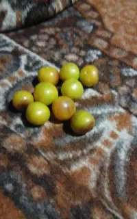 الوچه زرد