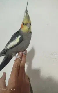 عروس هلندی سخنگو به شرت