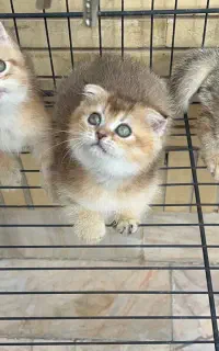 گربه اسکاتیش و بریتیش