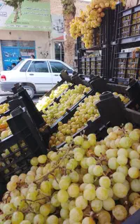 انگور لعل شاهرود