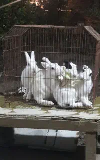 خرگوش
