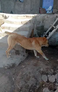 سگ سراب
