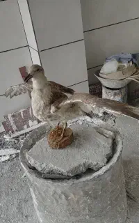 مجسمه عقاب زنده