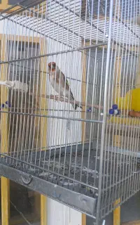سهره