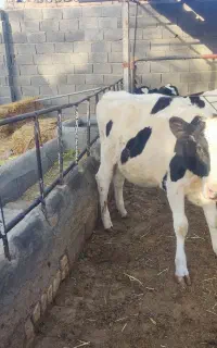 گاوگوساله