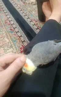 عروس هلندیم گم شده