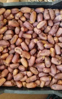 خرما خرک سرخو یا دیری