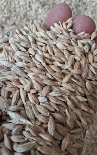 جو . تمیز و دانه درشت