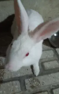 خرگوش سفید