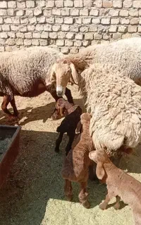 چهارتا میش بره چینی جون بابره نر