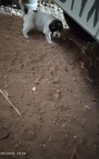 توله ماده اصیل