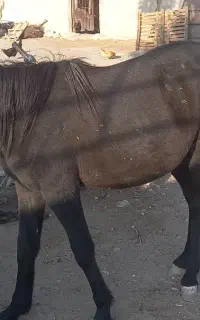 اسب درشوری