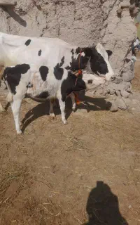 گاو شیری  باگوساله ماده سه ماهه بهر امده