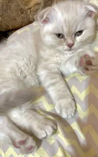 توله بیریتیش و اسکاتیش اصل