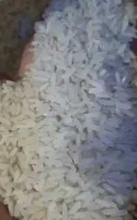 برنج فجر و چمپا فارس کیسه ۱۰ کیلویی تکی و عمده