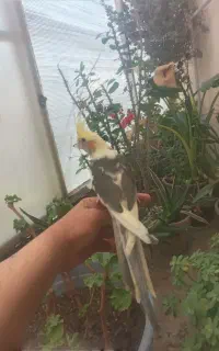 عروس هلندی چلوندنی