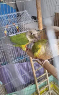 گرینچیک اناناسی مولد ۴تخم