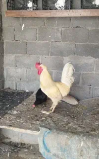 فروش خروس و کبوتر