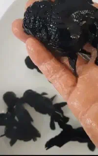 گلدفیش بوفالو اوراندا وردکپ