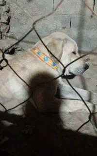 سگ ماده پژدر